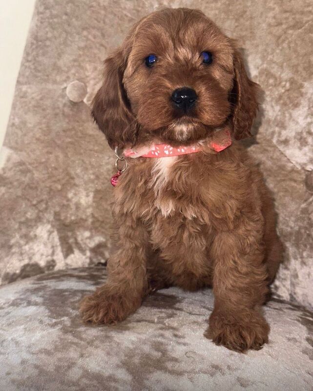 F1 toy golden cockapoos ready to go now for sale in Irlam, Greater Manchester | Image 2