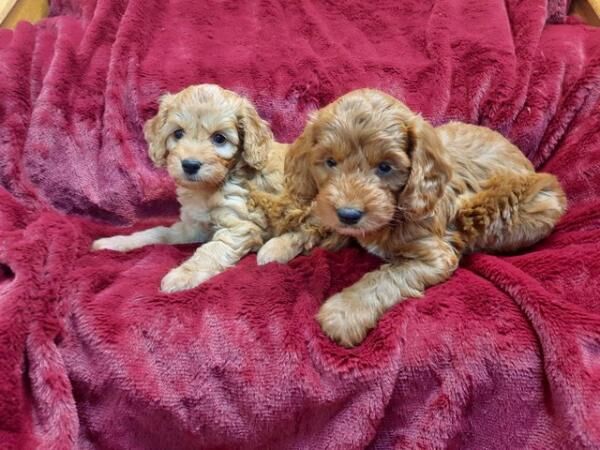 F1 Toy Red Cockapoo Puppies PRA & FN CLEAR READY SAT 25TH for sale in Bradford, West Yorkshire
