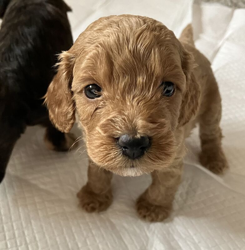 F1 Toy/Show cockapoo puppies both parents KC registered & Health tested for sale in Baschurch, Shropshire