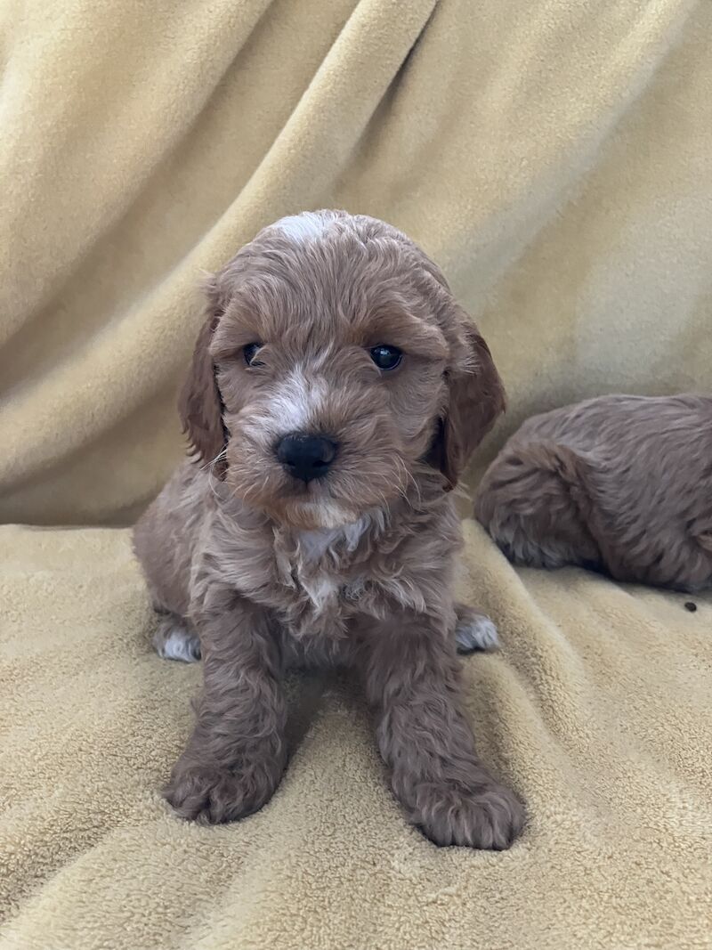 F1 Toy/Show cockapoo puppies both parents KC registered & Health tested for sale in Baschurch, Shropshire - Image 4