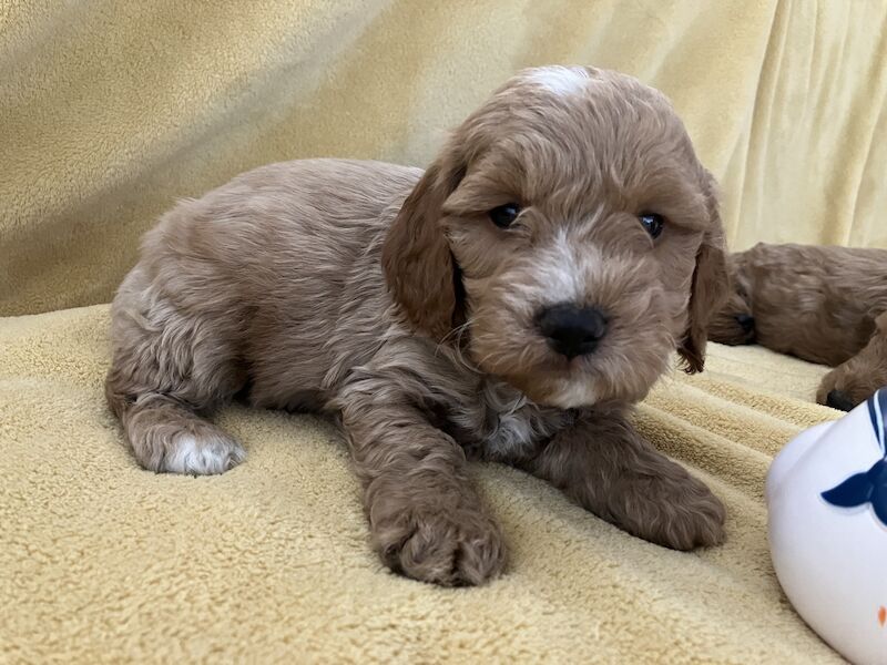 F1 Toy/Show cockapoo puppies both parents KC registered & Health tested for sale in Baschurch, Shropshire - Image 5