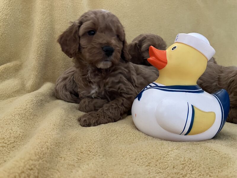 F1 Toy/Show cockapoo puppies both parents KC registered & Health tested for sale in Baschurch, Shropshire - Image 9
