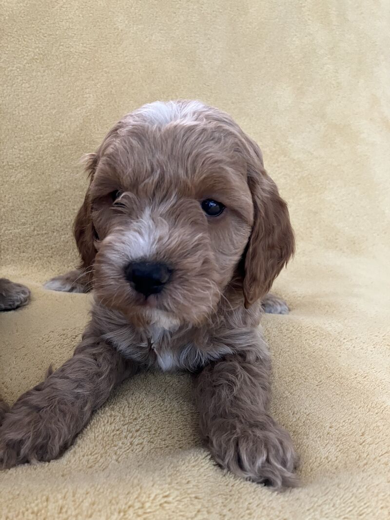 F1 Toy/Show cockapoo puppies both parents KC registered & Health tested for sale in Baschurch, Shropshire - Image 10