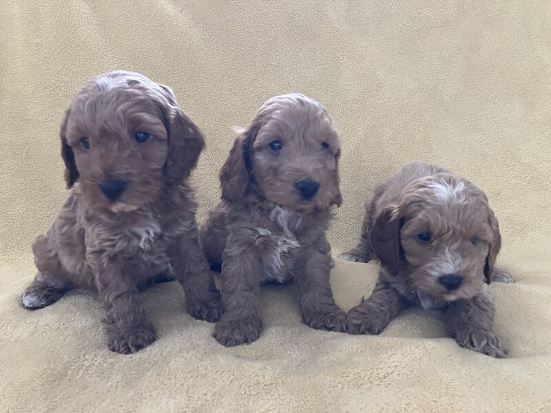 F1 Toy/Show cockapoo puppies both parents KC registered & Health tested for sale in Baschurch, Shropshire