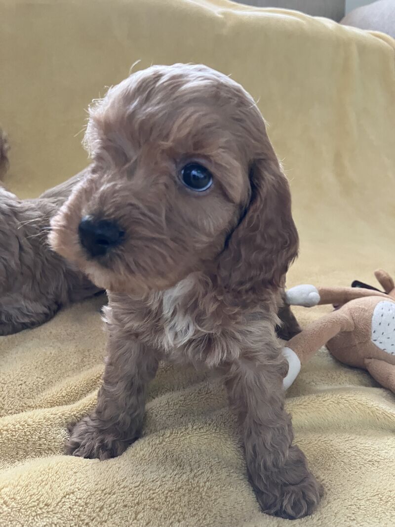 F1 Toy/Show cockapoo puppies both parents KC registered & Health tested for sale in Baschurch, Shropshire - Image 8