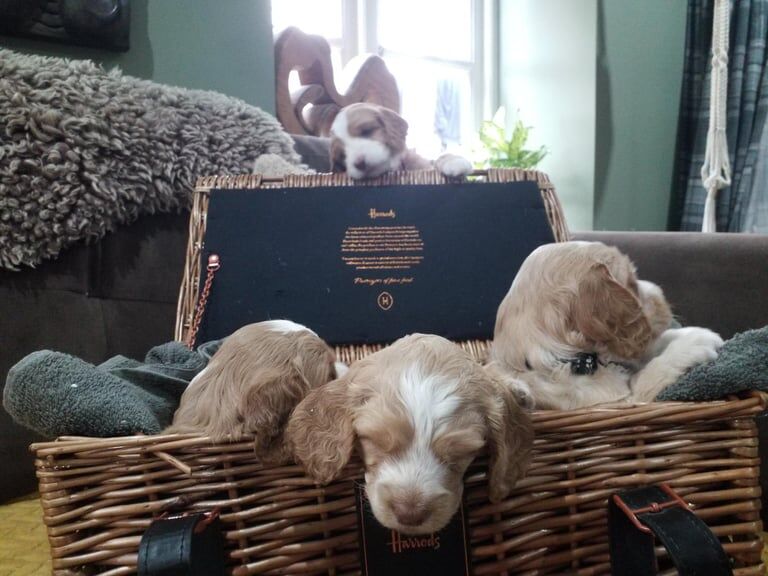 Cockapoo puppies for sale in Wisbech, Cambridgeshire – KC registered, 5 weeks old