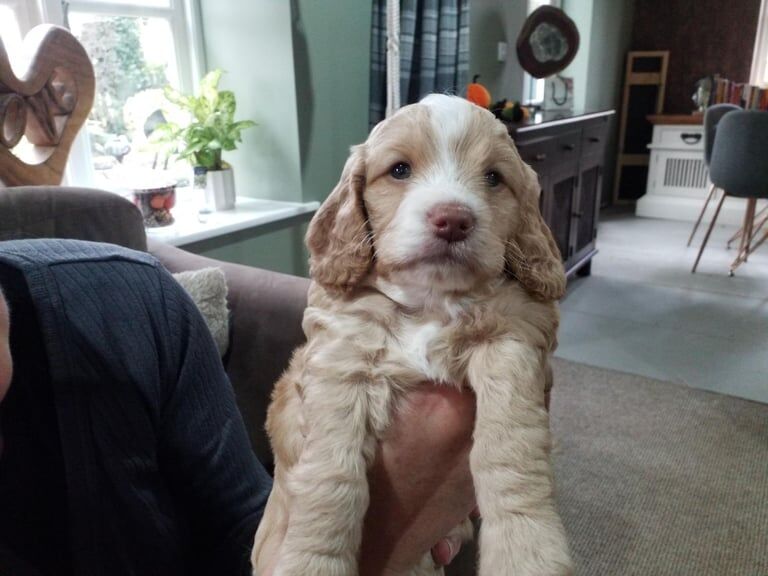 Cockapoo puppies for sale in Wisbech, Cambridgeshire – KC registered, 12 weeks old - Image 2 of 6