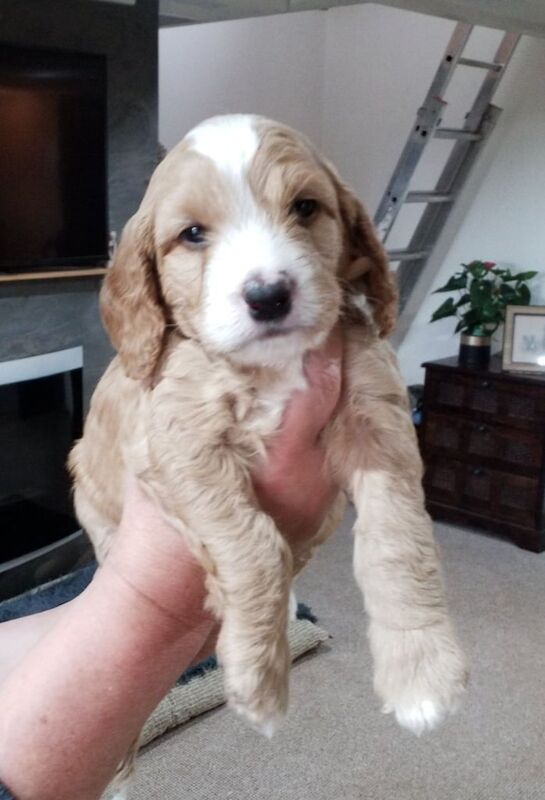 Cockapoo puppies for sale in Wisbech, Cambridgeshire – KC registered, 12 weeks old - Image 3 of 6