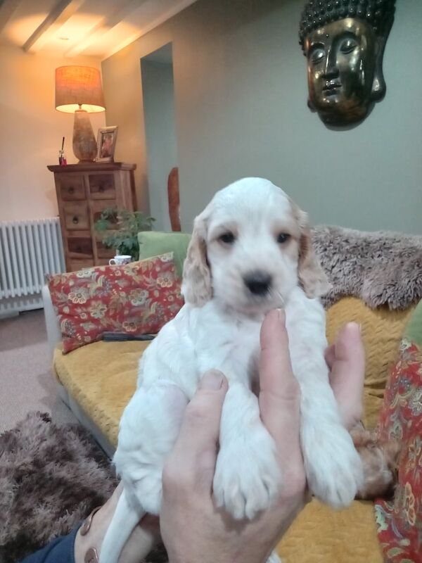 Cockapoo puppies for sale in Wisbech, Cambridgeshire – KC registered, 12 weeks old - Image 5 of 6