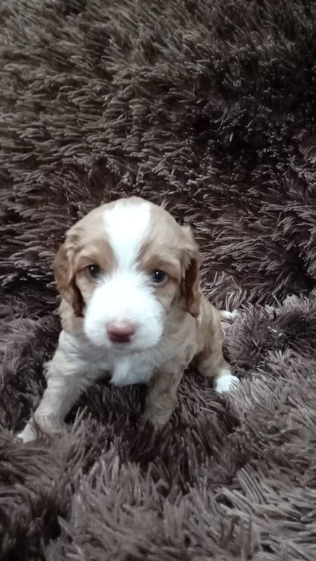 Cockapoo puppies for sale in Wisbech, Cambridgeshire – KC registered, 12 weeks old - Image 6 of 6