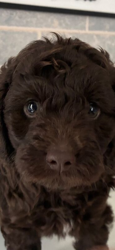 F1b chocolate cockapoo ready 30 July