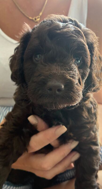 F1b chocolate cockapoo ready 30 July - Image 2 of 3