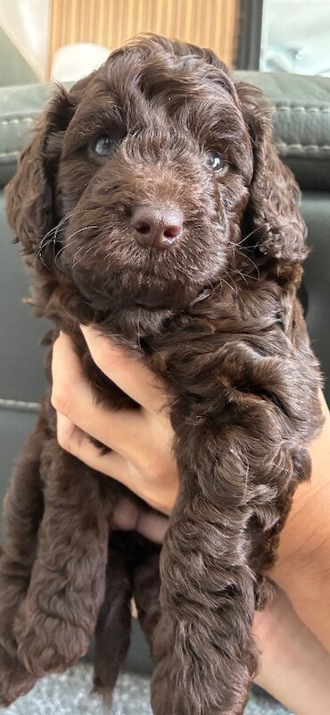 F1b chocolate cockapoo ready 30 July - Image 3 of 3