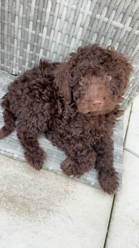 F1B chocolate DNA tested two babies left available for sale in Warwickshire