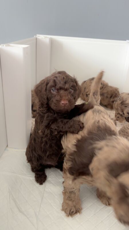 F1B chocolate DNA tested two babies left available for sale in Warwickshire - Image 5