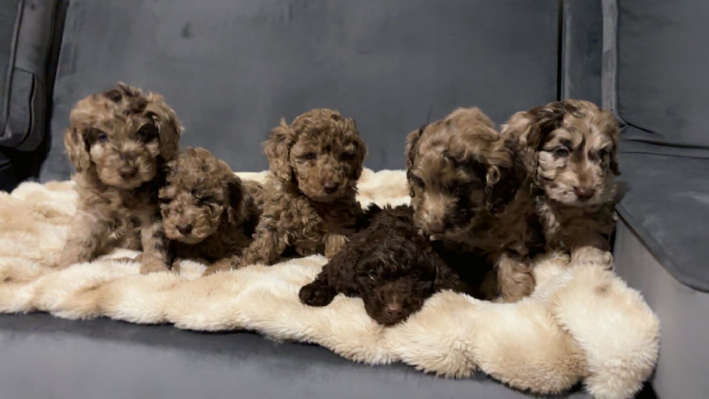 F1B chocolate DNA tested two babies left available for sale in Warwickshire - Image 4