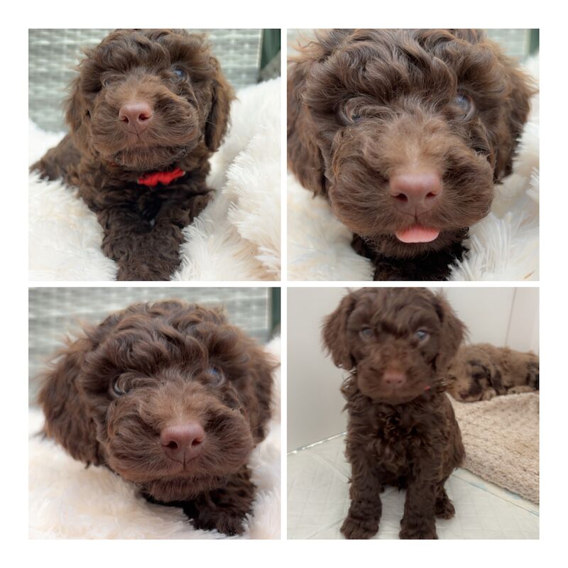 F1B chocolate DNA tested two babies left available for sale in Warwickshire - Image 3