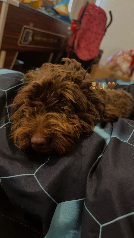 F1B Cockapoo
