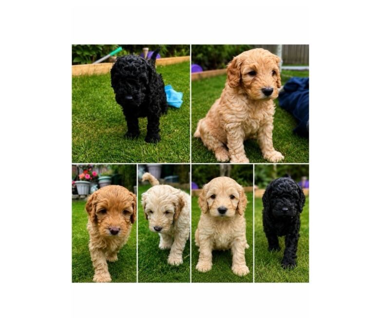 Cockapoo Puppies For Sale