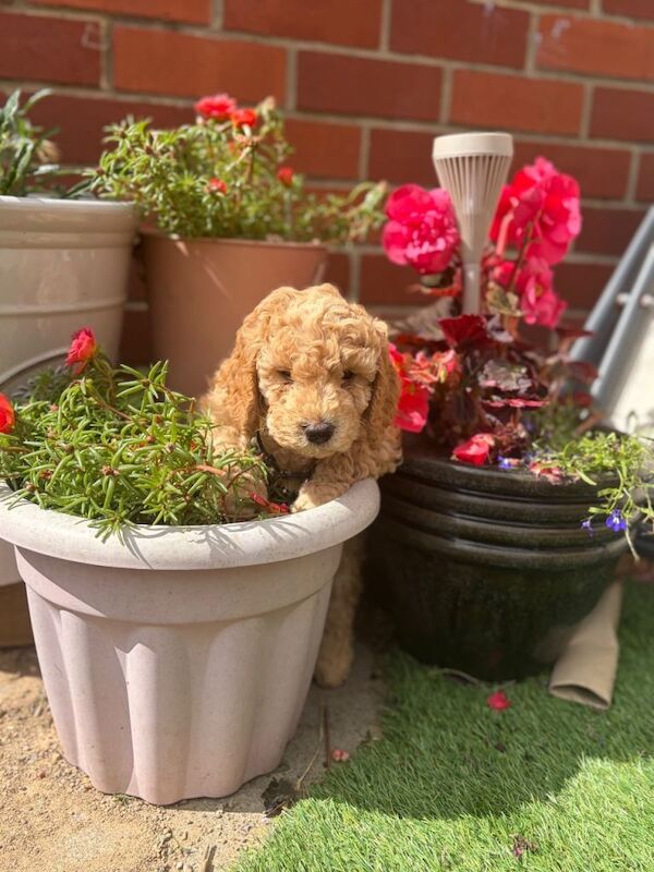 F1b Cockapoo 3/4 toy poodle - Image 2 of 5