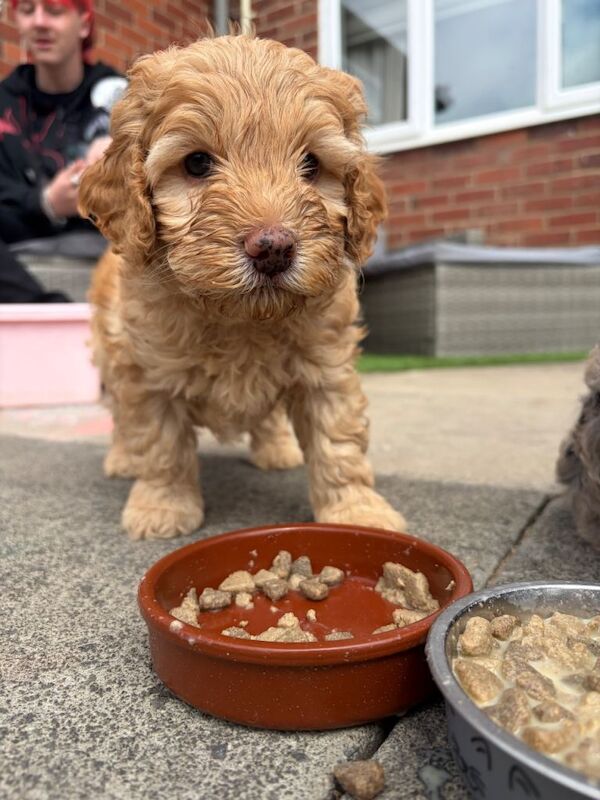 F1b Cockapoo 3/4 toy poodle - Image 3 of 5
