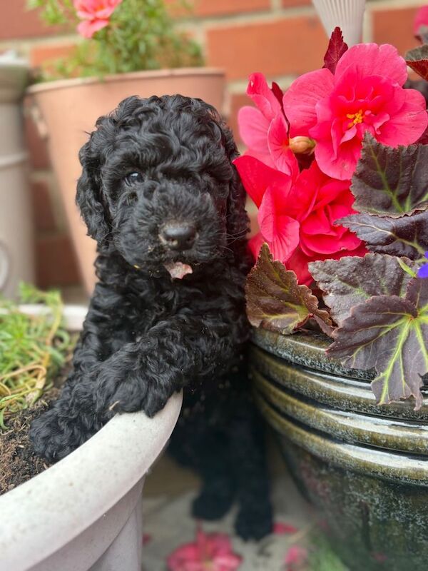 F1b Cockapoo 3/4 toy poodle - Image 4 of 5