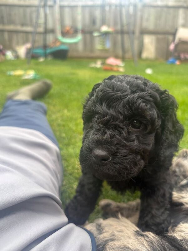 F1b Cockapoo 3/4 toy poodle - Image 5 of 5