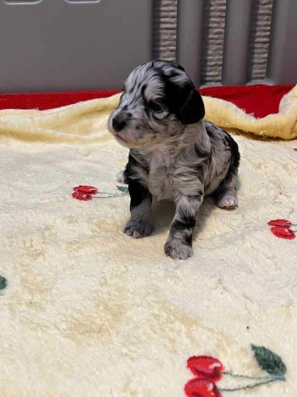 Cockapoo puppies for sale in Leeds, West Yorkshire – 3 weeks old