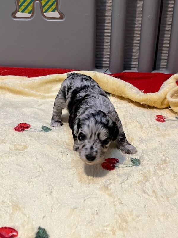 Cockapoo puppies for sale in Leeds, West Yorkshire – 9 weeks old - Image 2 of 3