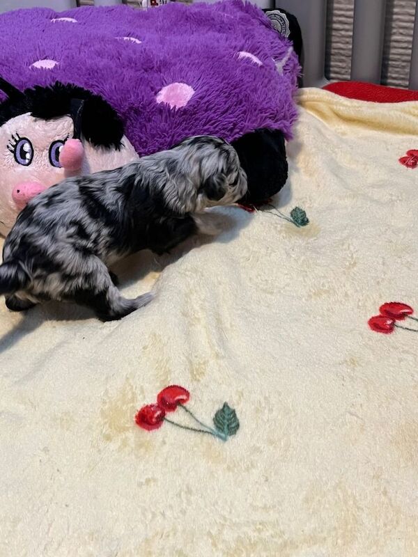 Cockapoo puppies for sale in Leeds, West Yorkshire – 9 weeks old - Image 3 of 3