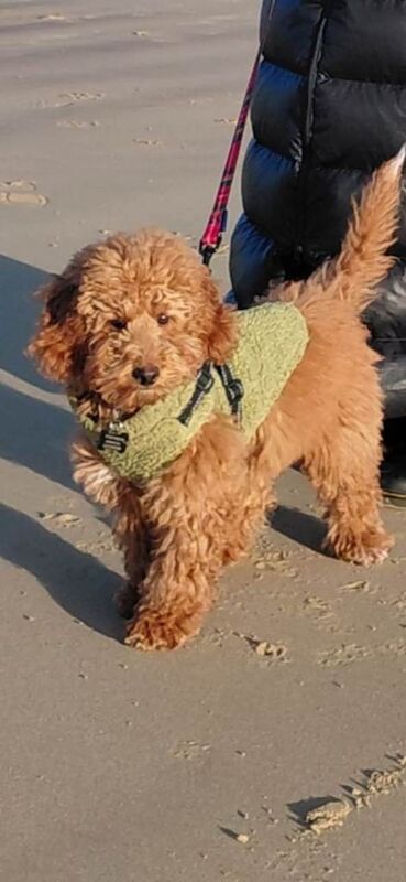 Cockapoo Puppies For Sale