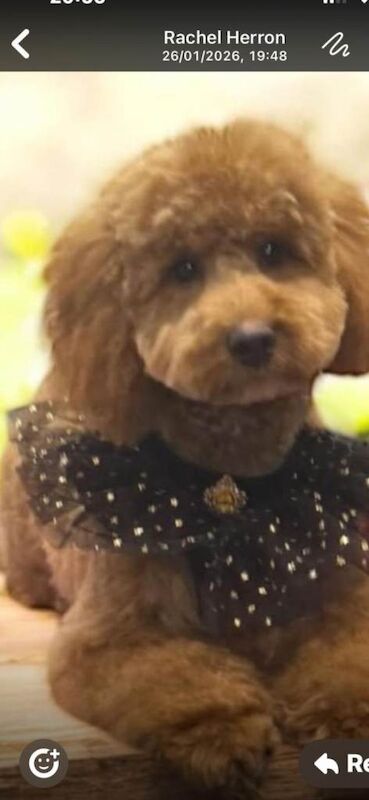 Cockapoo puppies for sale in Antrim, County Antrim – 5 months old - Image 2 of 3