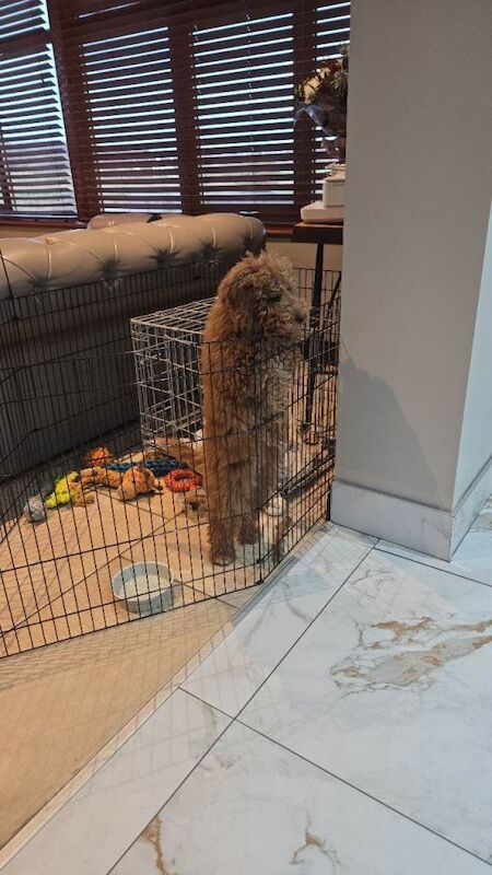 Cockapoo puppies for sale in Antrim, County Antrim – 5 months old - Image 3 of 3