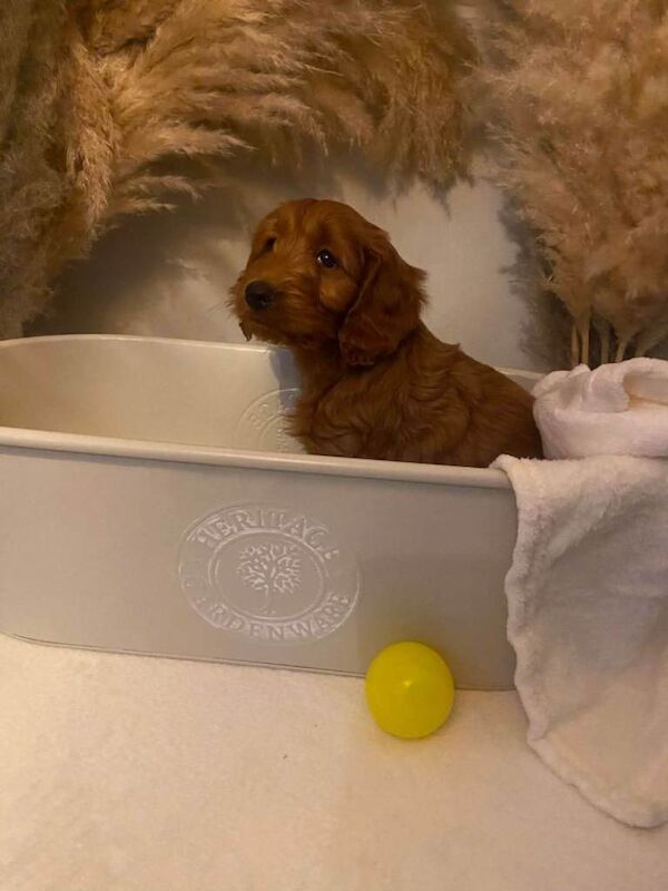F1B Cockapoo