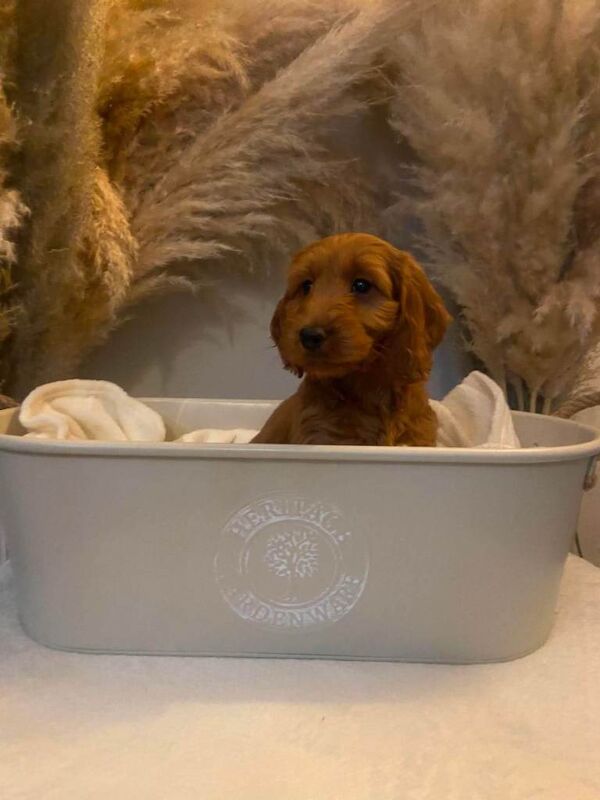 F1B Cockapoo - Image 2 of 4