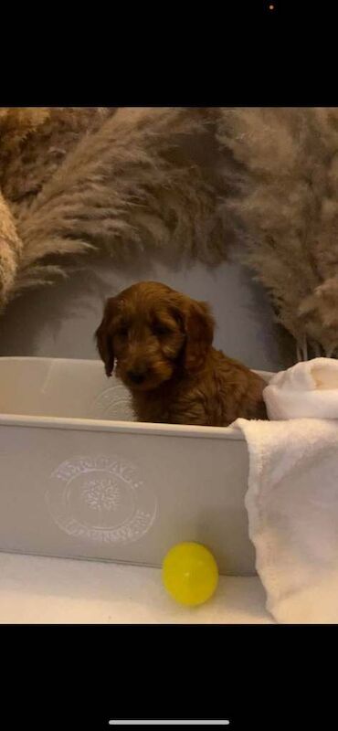 F1B Cockapoo - Image 3 of 4