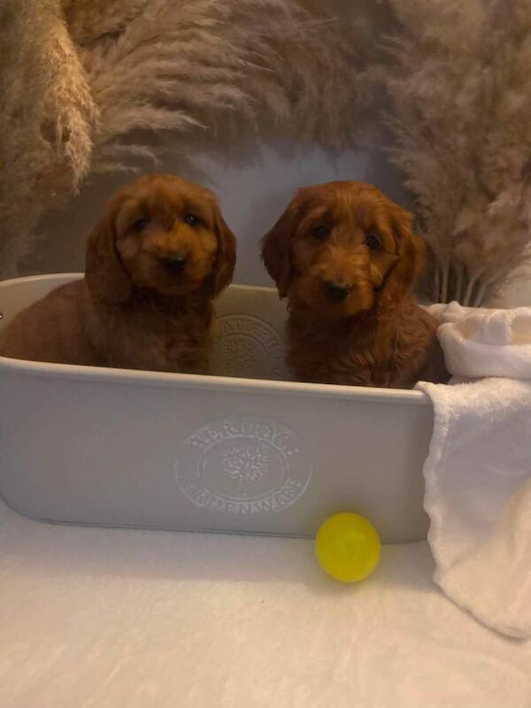 F1B Cockapoo - Image 4 of 4