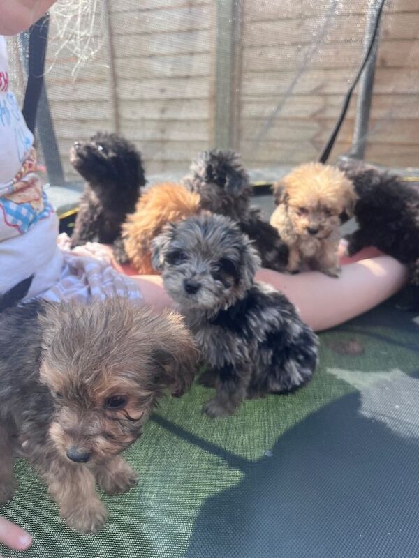 Cockapoo Puppies For Sale Under £1,000