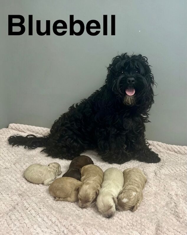 F1b cockapoo boys ready now