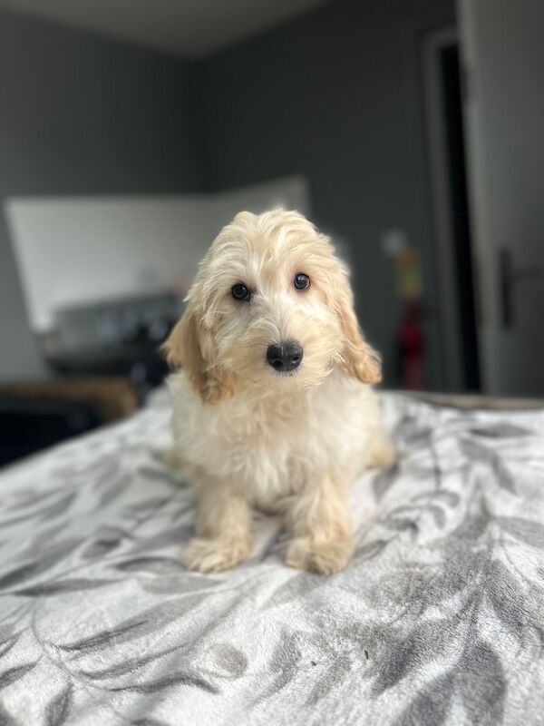 F1b cockapoo boys ready now - Image 2 of 9