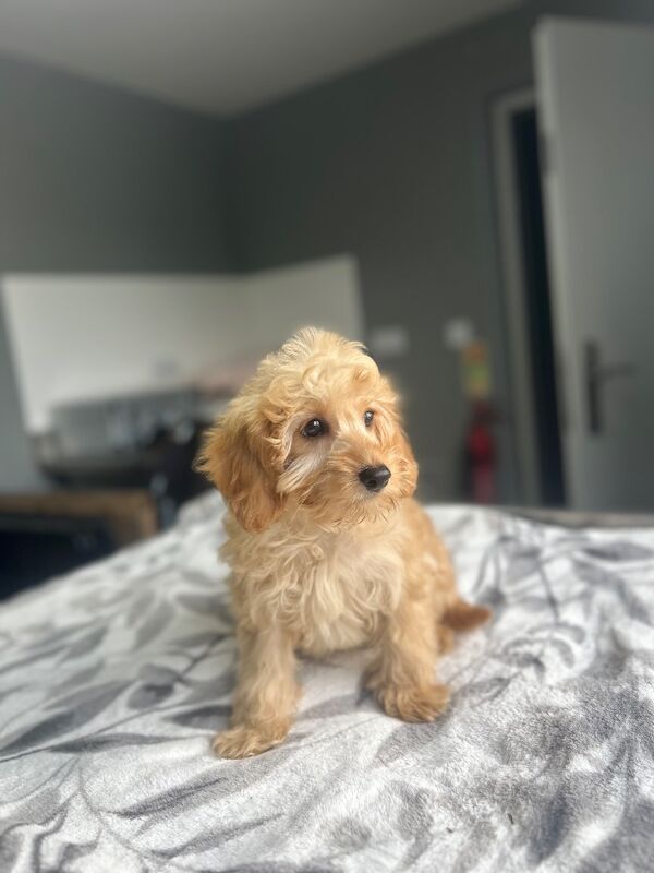 F1b cockapoo boys ready now - Image 3 of 9
