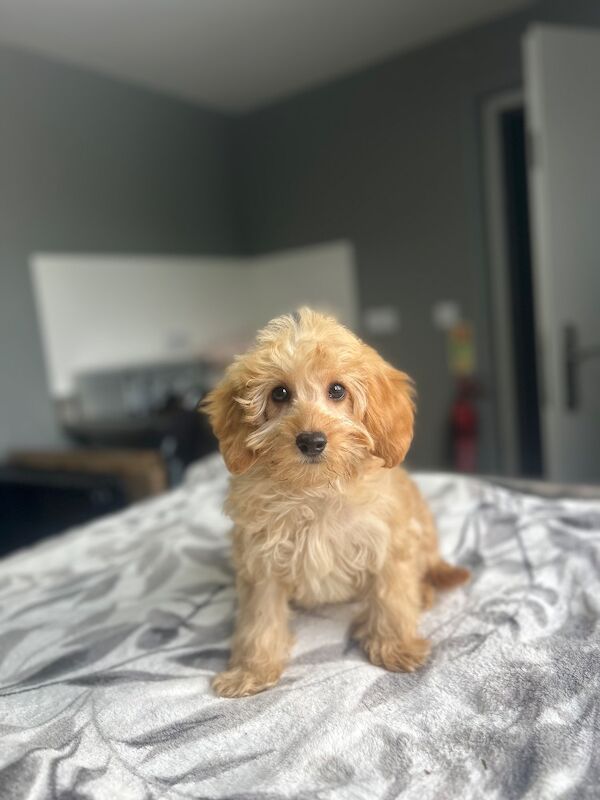 F1b cockapoo boys ready now - Image 4 of 9