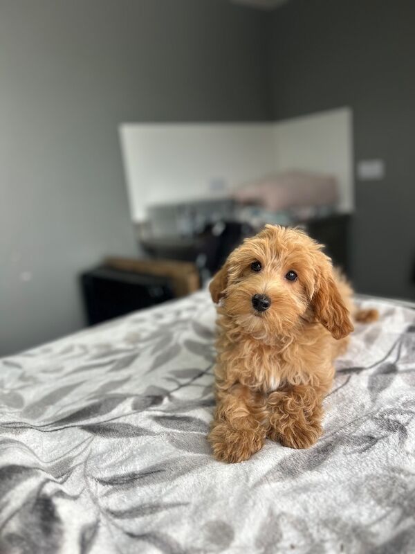 F1b cockapoo boys ready now - Image 5 of 9