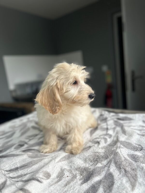 F1b cockapoo boys ready now - Image 6 of 9