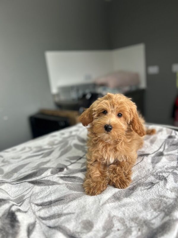 F1b cockapoo boys ready now - Image 7 of 9