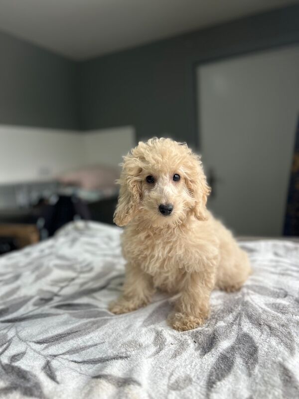 F1b cockapoo boys ready now - Image 8 of 9