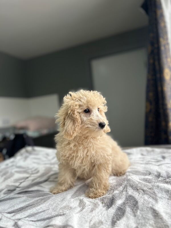 F1b cockapoo boys ready now - Image 9 of 9