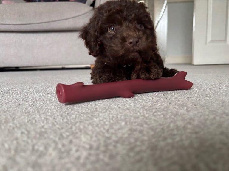 Cockapoo puppies for sale in Cromer, Norfolk – 9 weeks old - Image 2 of 5