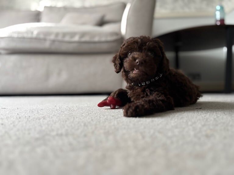 Cockapoo puppies for sale in Cromer, Norfolk – 9 weeks old - Image 3 of 5