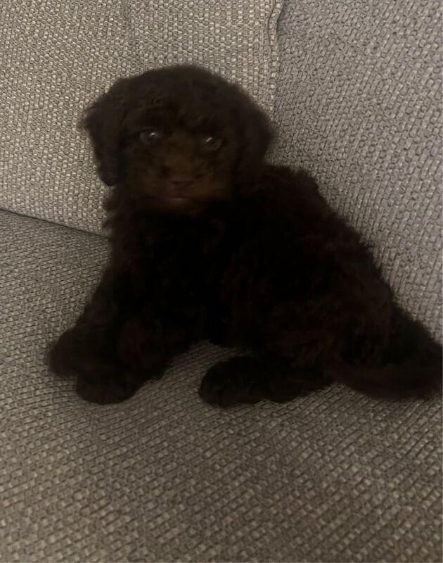 Cockapoo puppies for sale in Cromer, Norfolk – 9 weeks old - Image 4 of 5